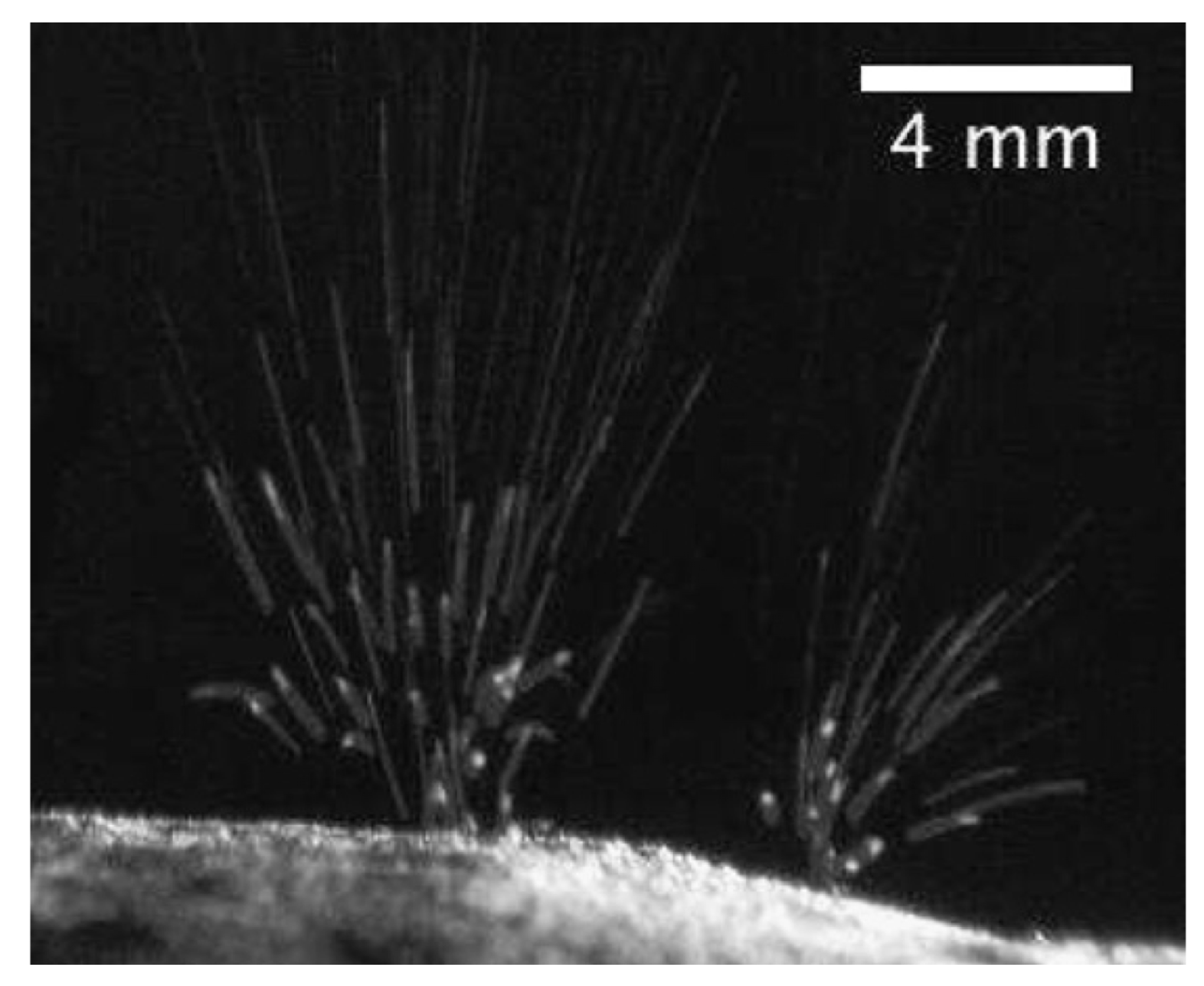 Geosciences 08 00310 g009