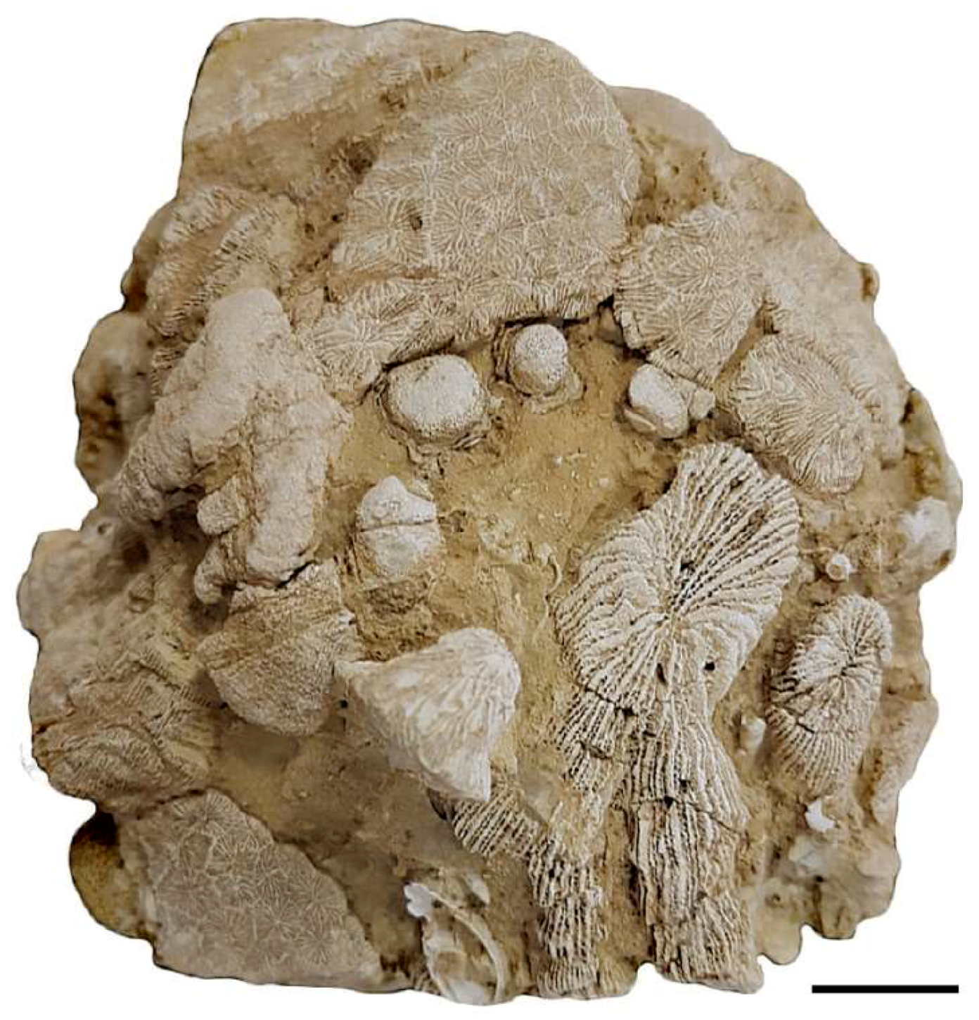 Geosciences 08 00451 g005