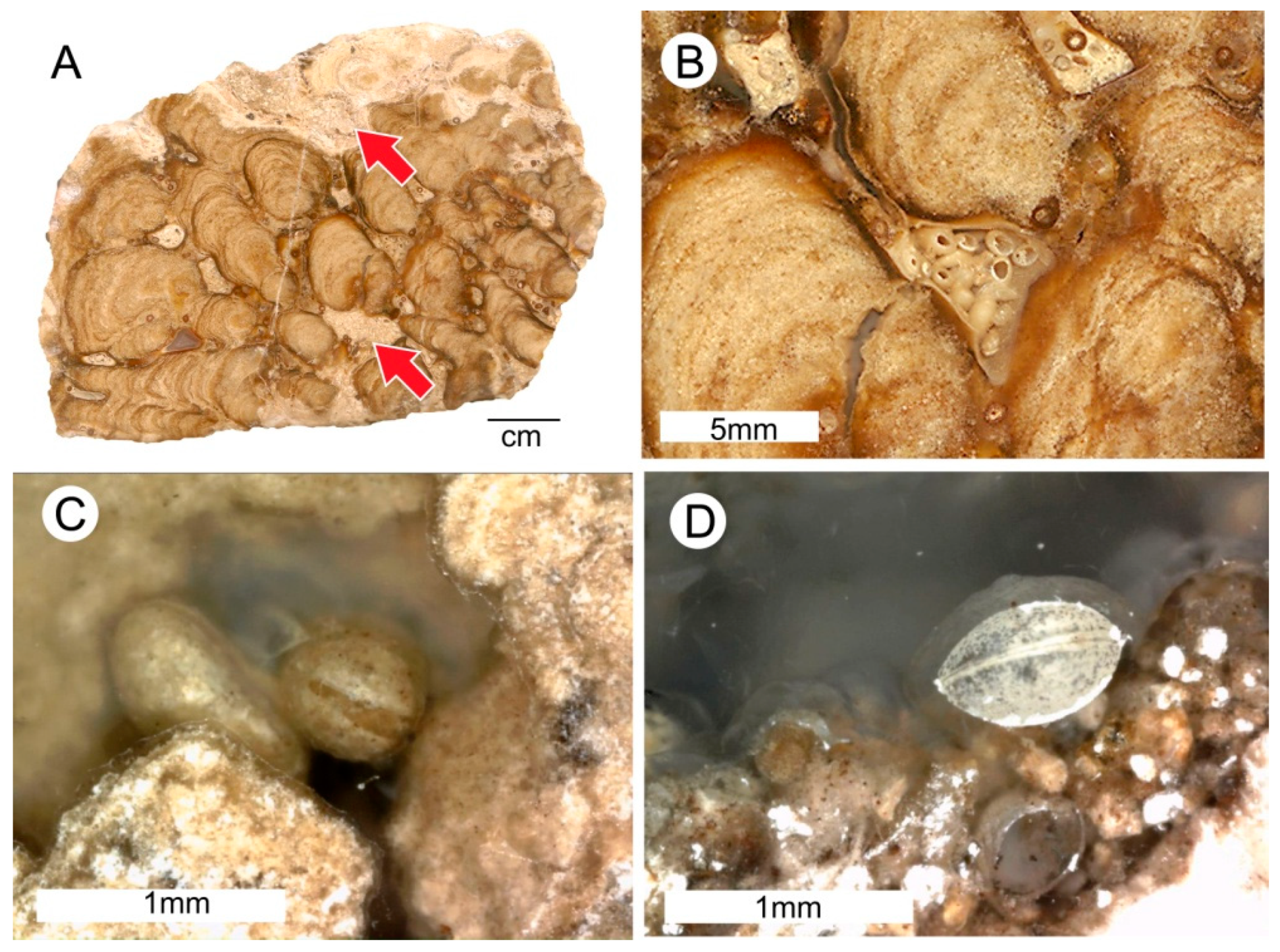 Geosciences 09 00035 g010 Geosciences 09 00035 g010