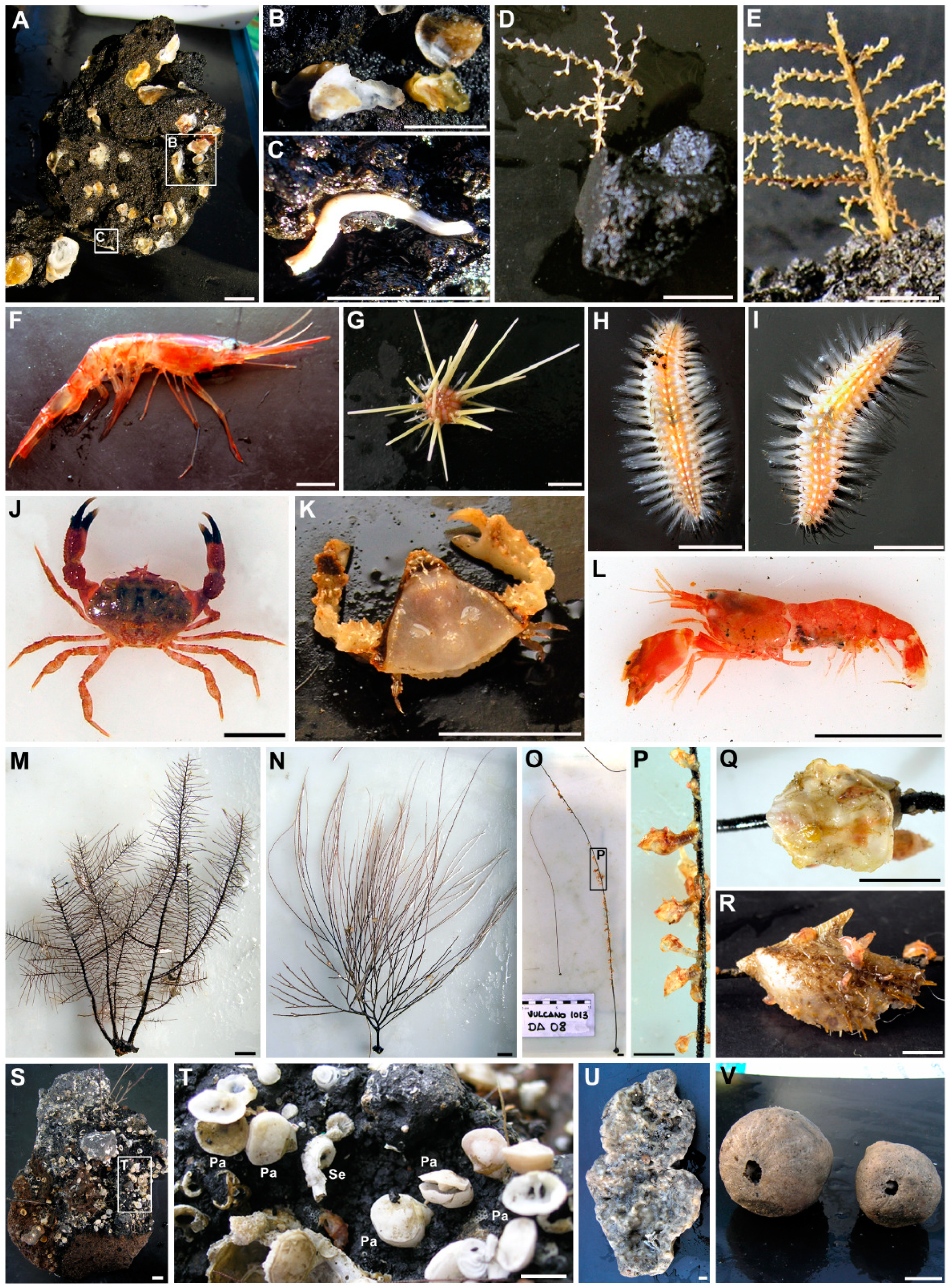 Geosciences 09 00052 g008