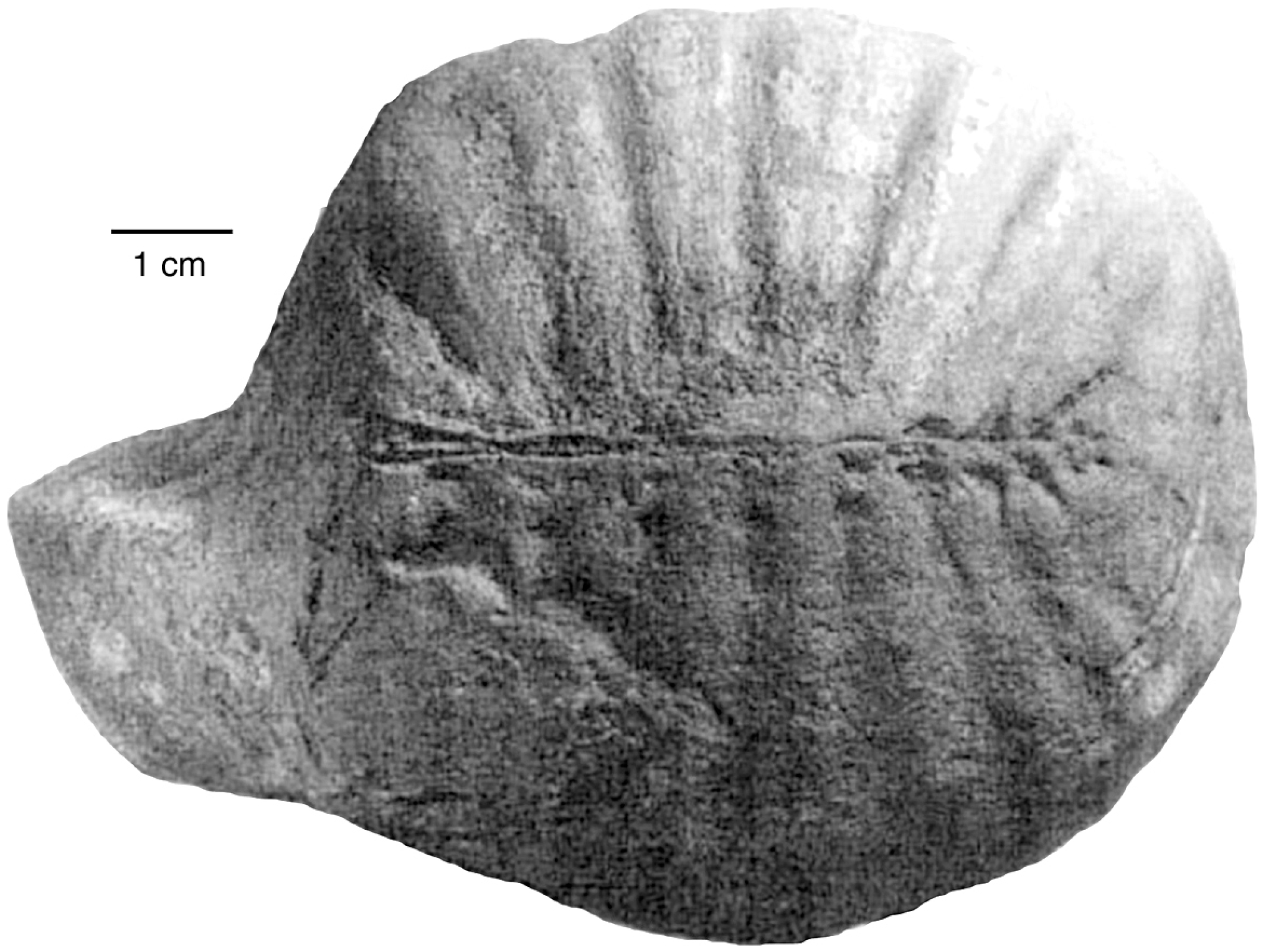 Geosciences 09 00321 g005 Geosciences 09 00321 g005