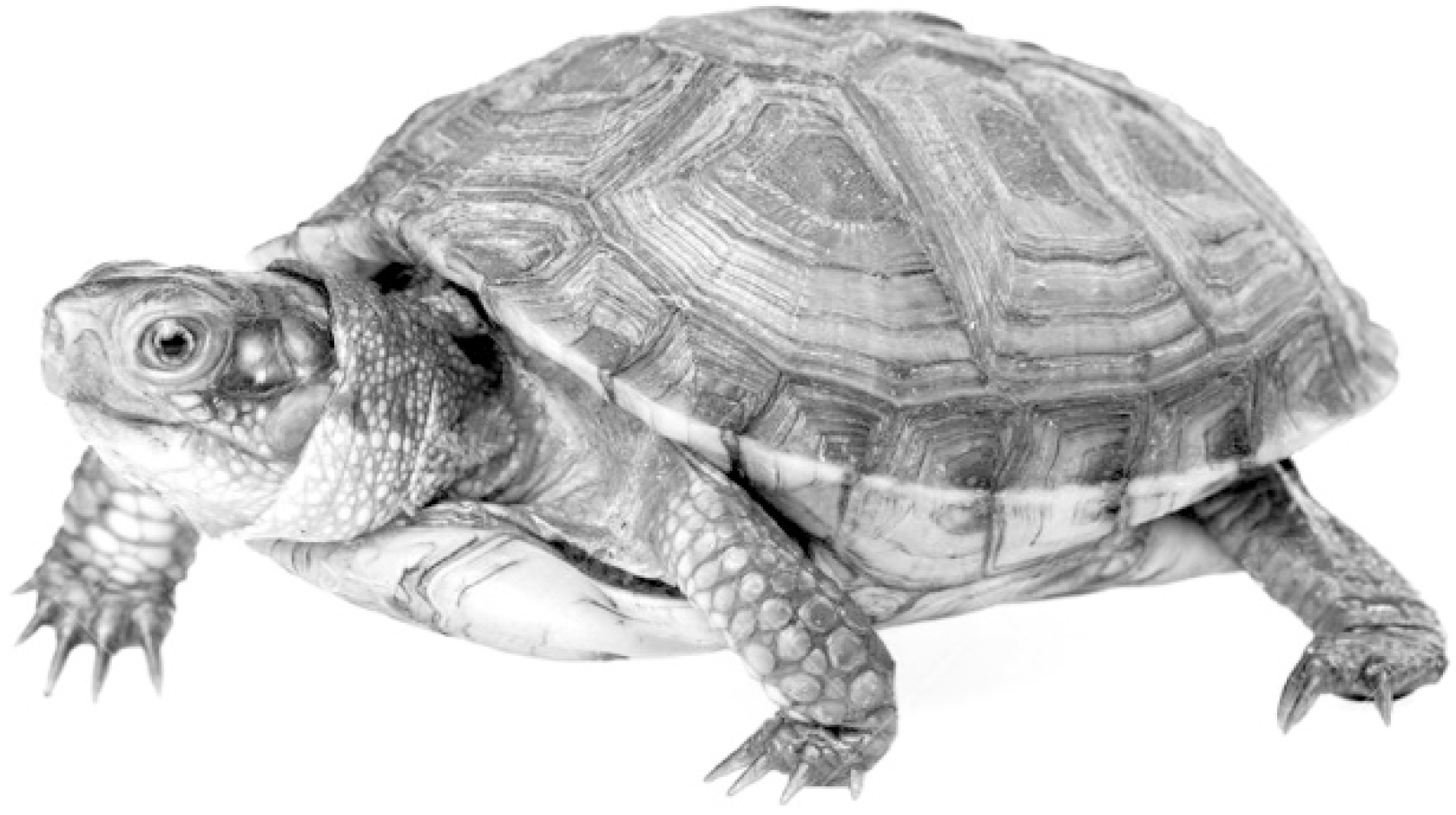 Geosciences 09 00321 g008 Geosciences 09 00321 g008