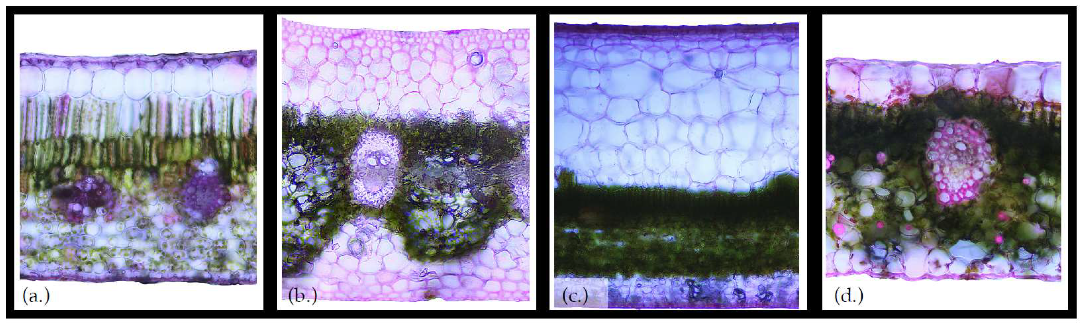 Geosciences 09 00342 g002 Geosciences 09 00342 g002