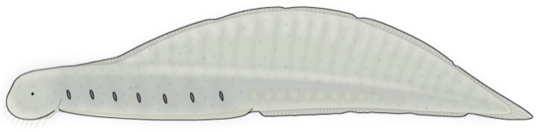 Geosciences 09 00354 g005