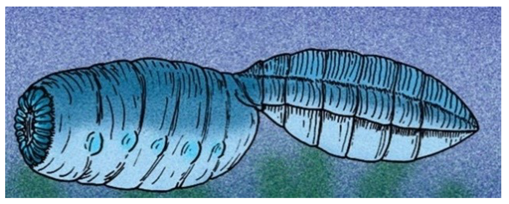 Geosciences 09 00354 g008