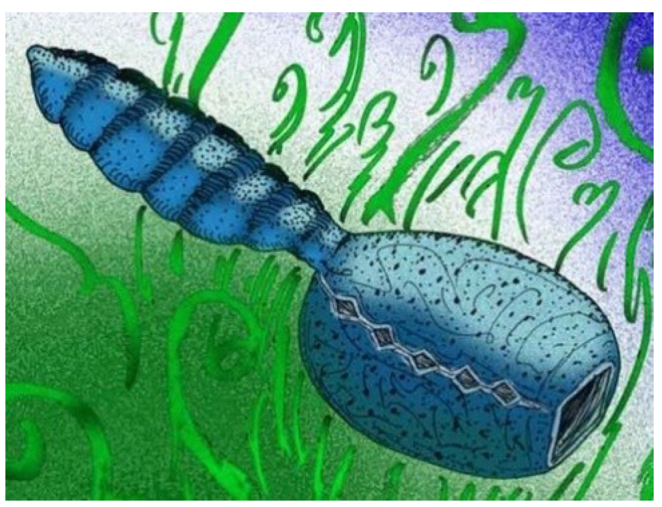 Geosciences 09 00354 g010