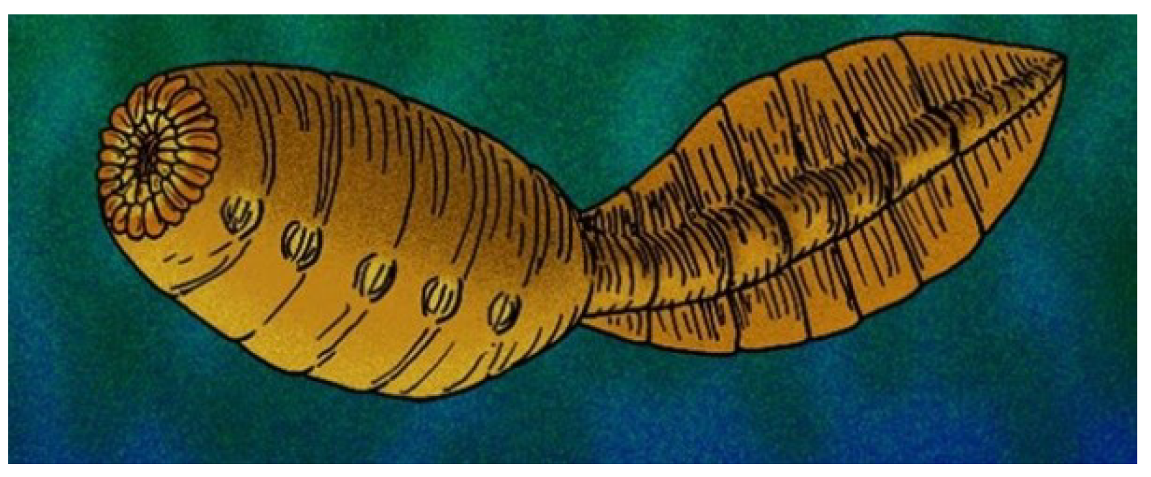 Geosciences 09 00354 g011