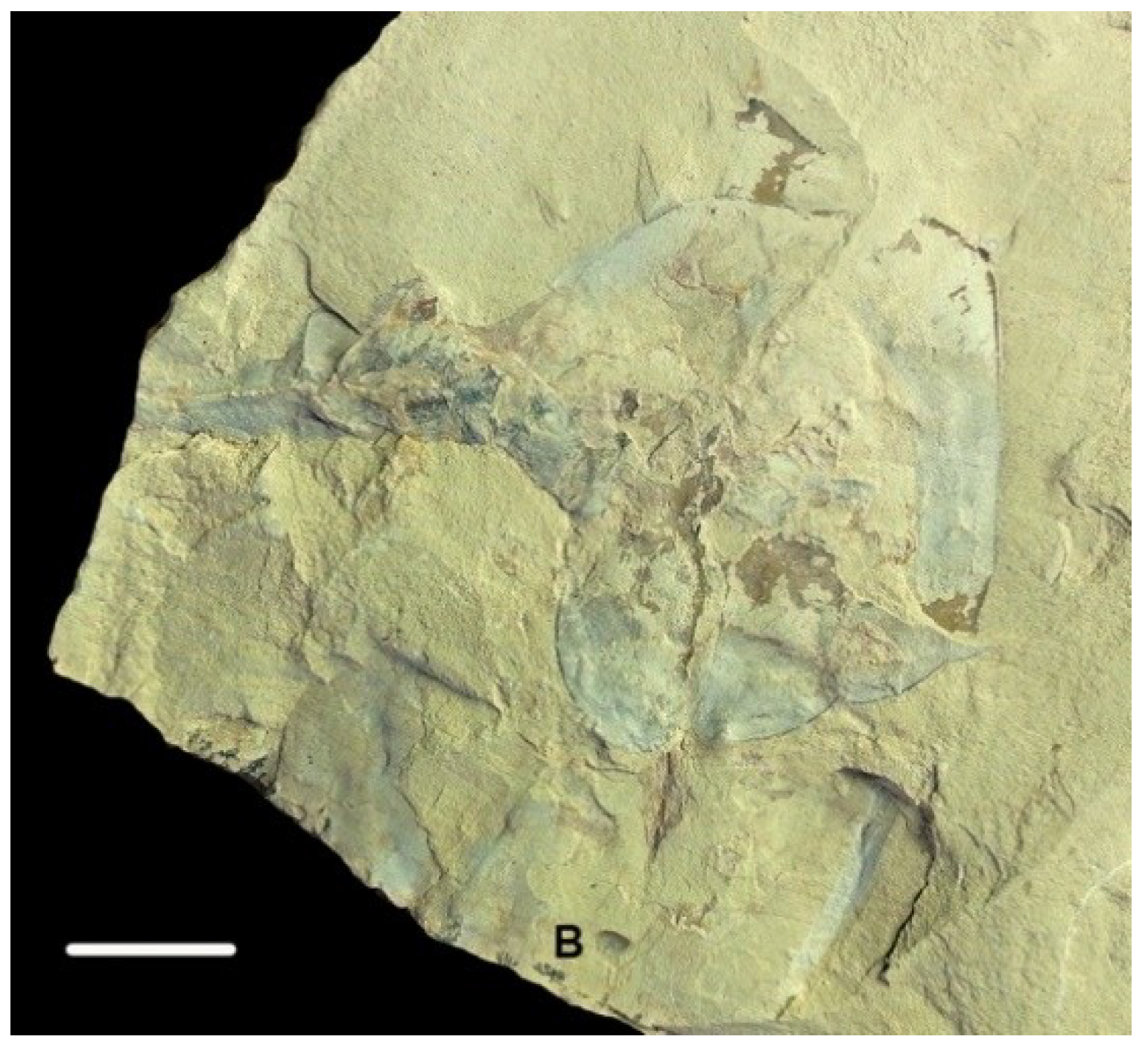 Geosciences 09 00354 g014