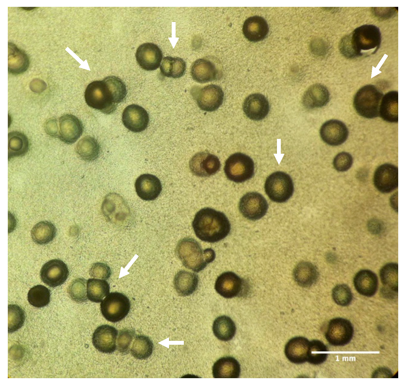 Geosciences 09 00479 g001