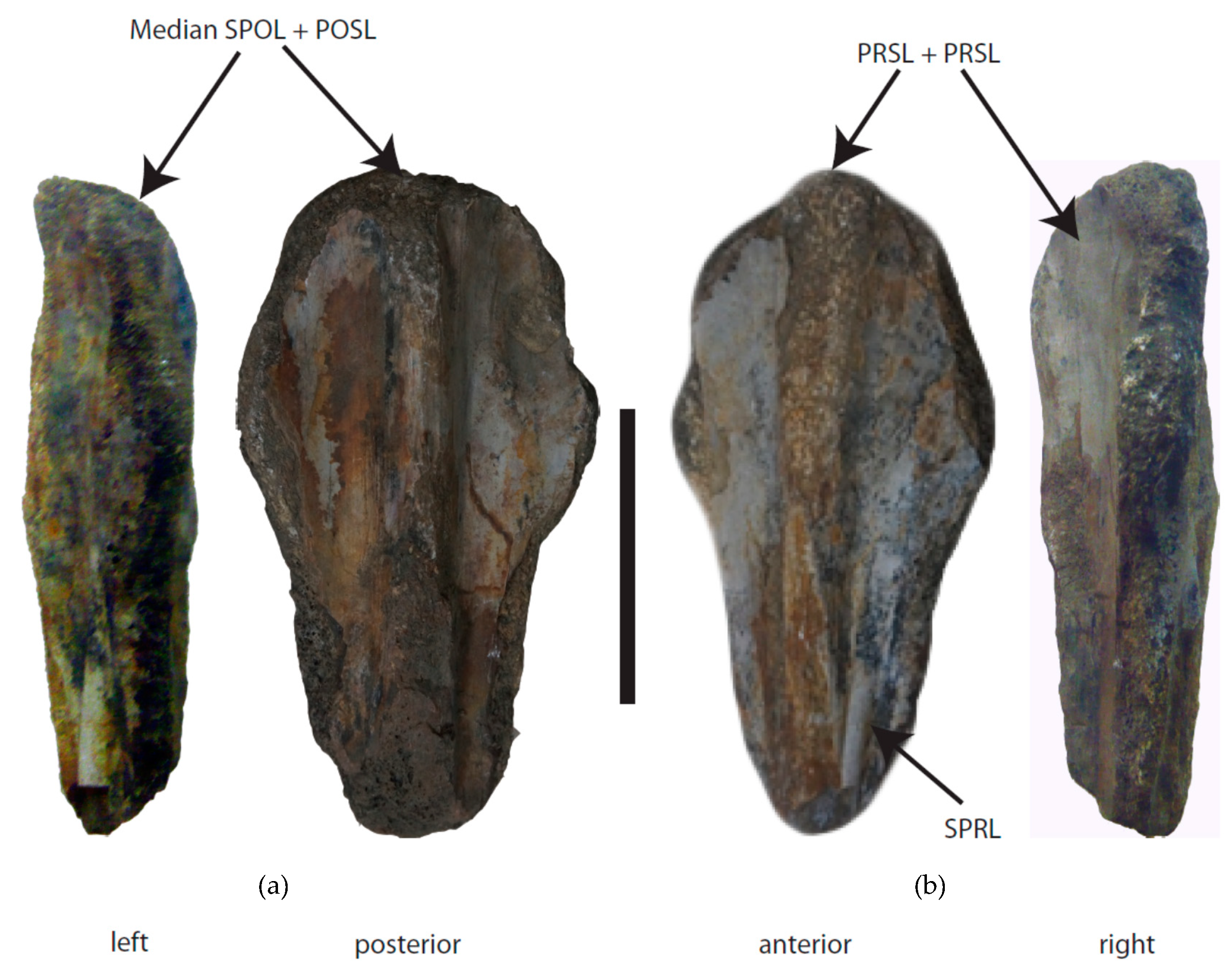 Geosciences 09 00498 g004