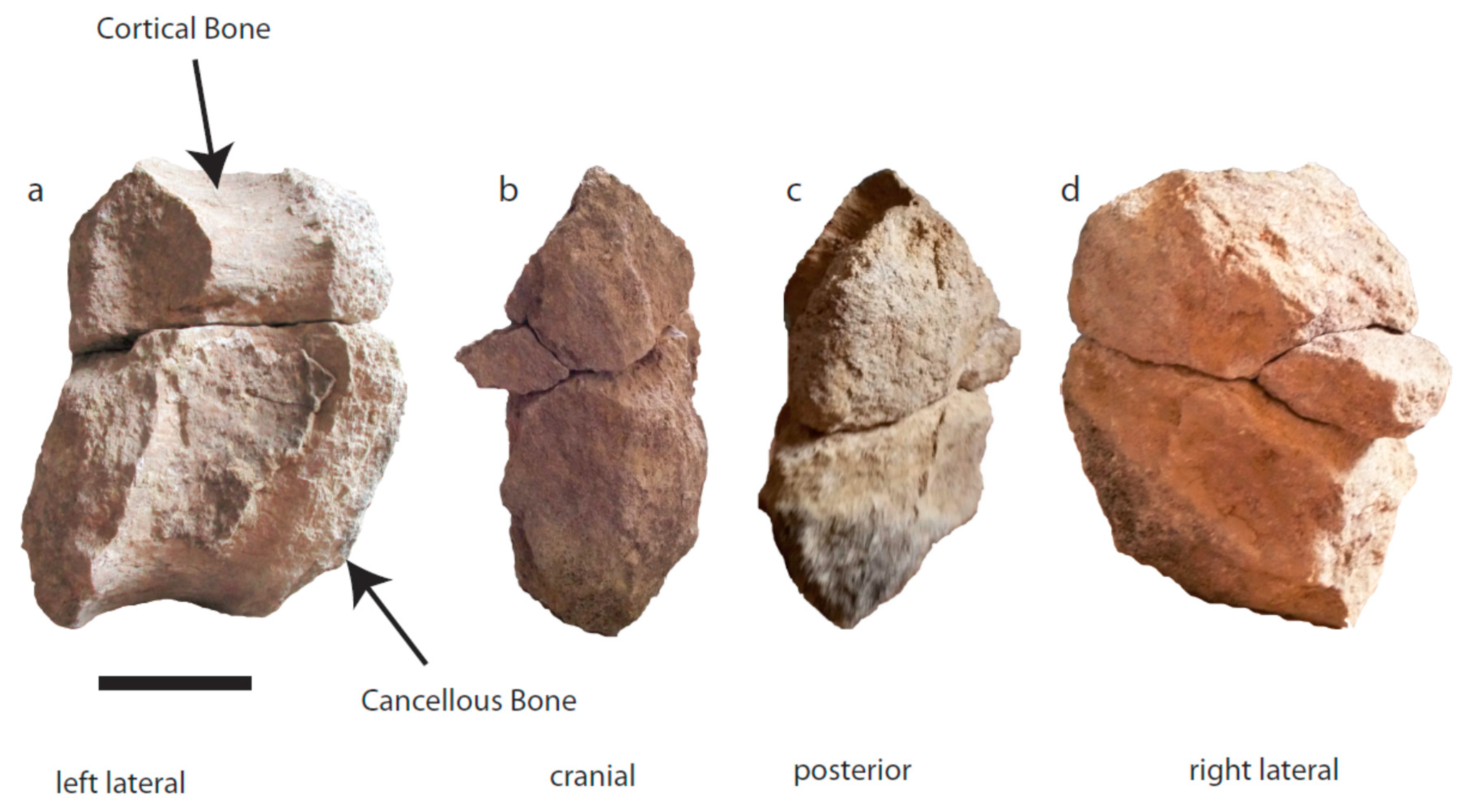 Geosciences 09 00498 g005