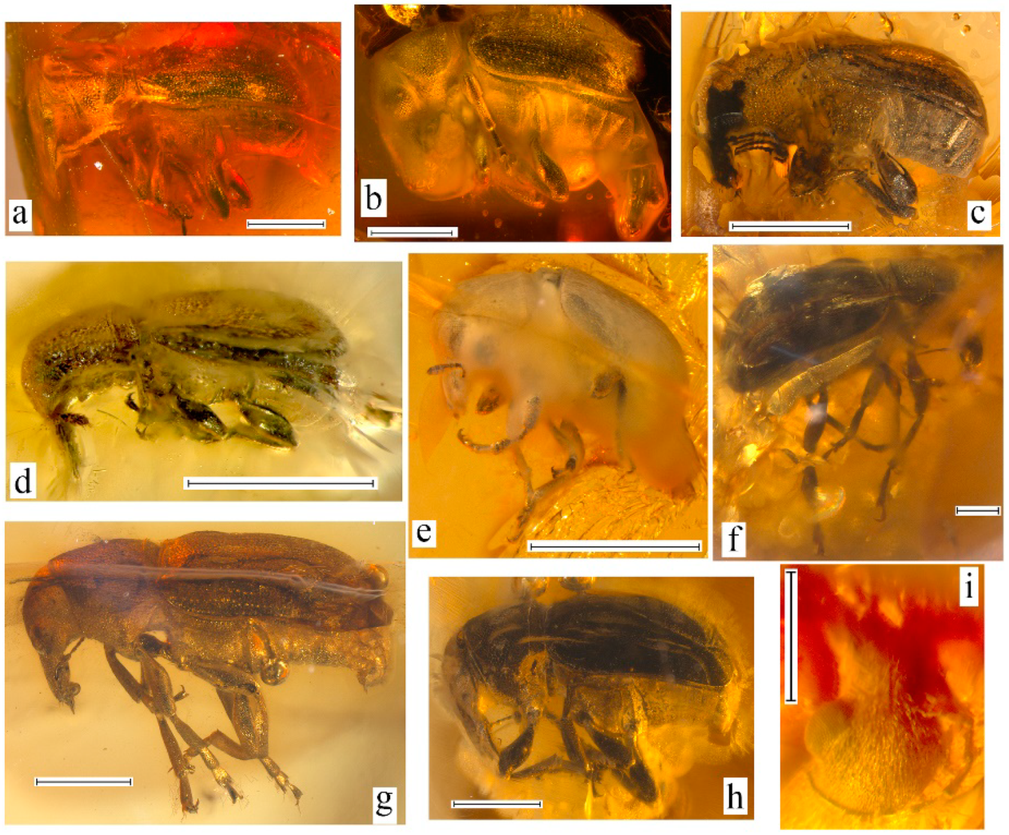 Geosciences 10 00016 g002
