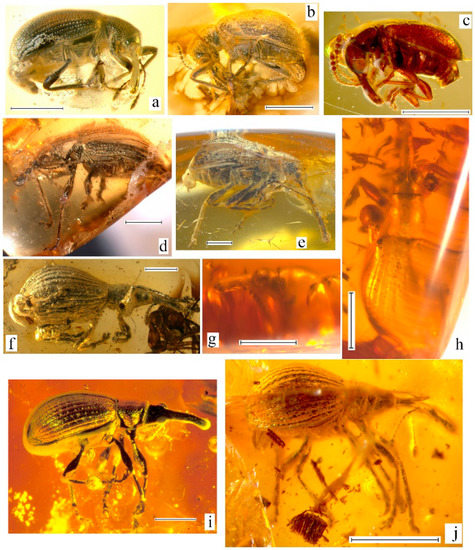 Geosciences 10 00016 g004