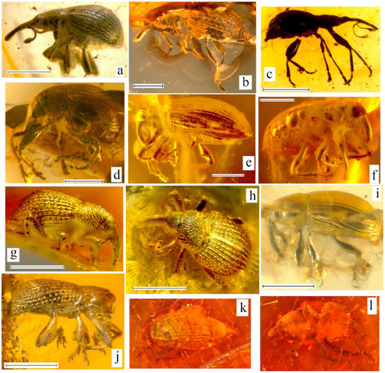 Geosciences 10 00016 g005