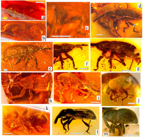 Geosciences 10 00016 g006