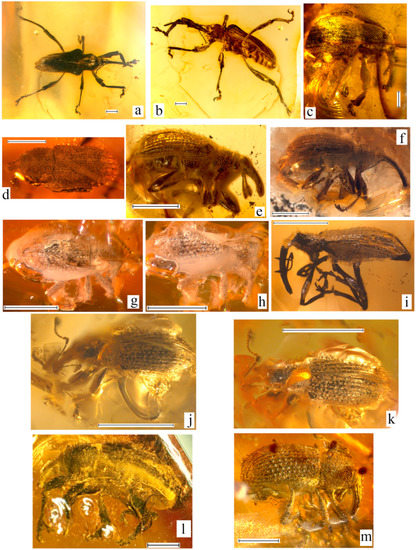 Geosciences 10 00016 g008