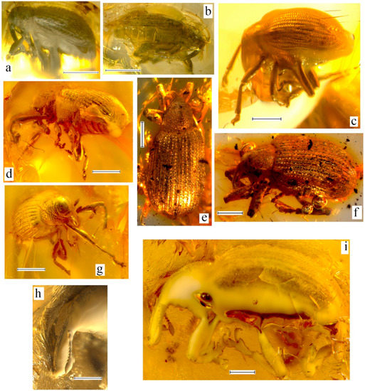 Geosciences 10 00016 g010