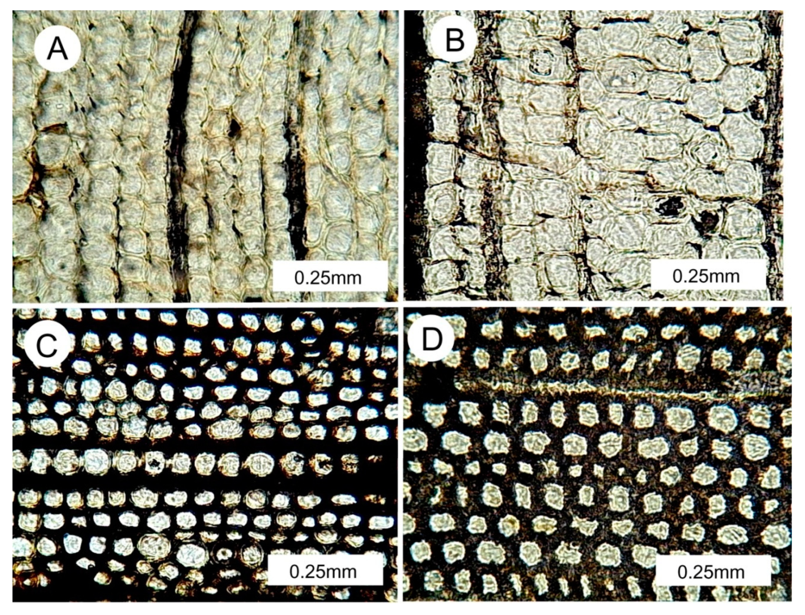 Geosciences 10 00049 g010