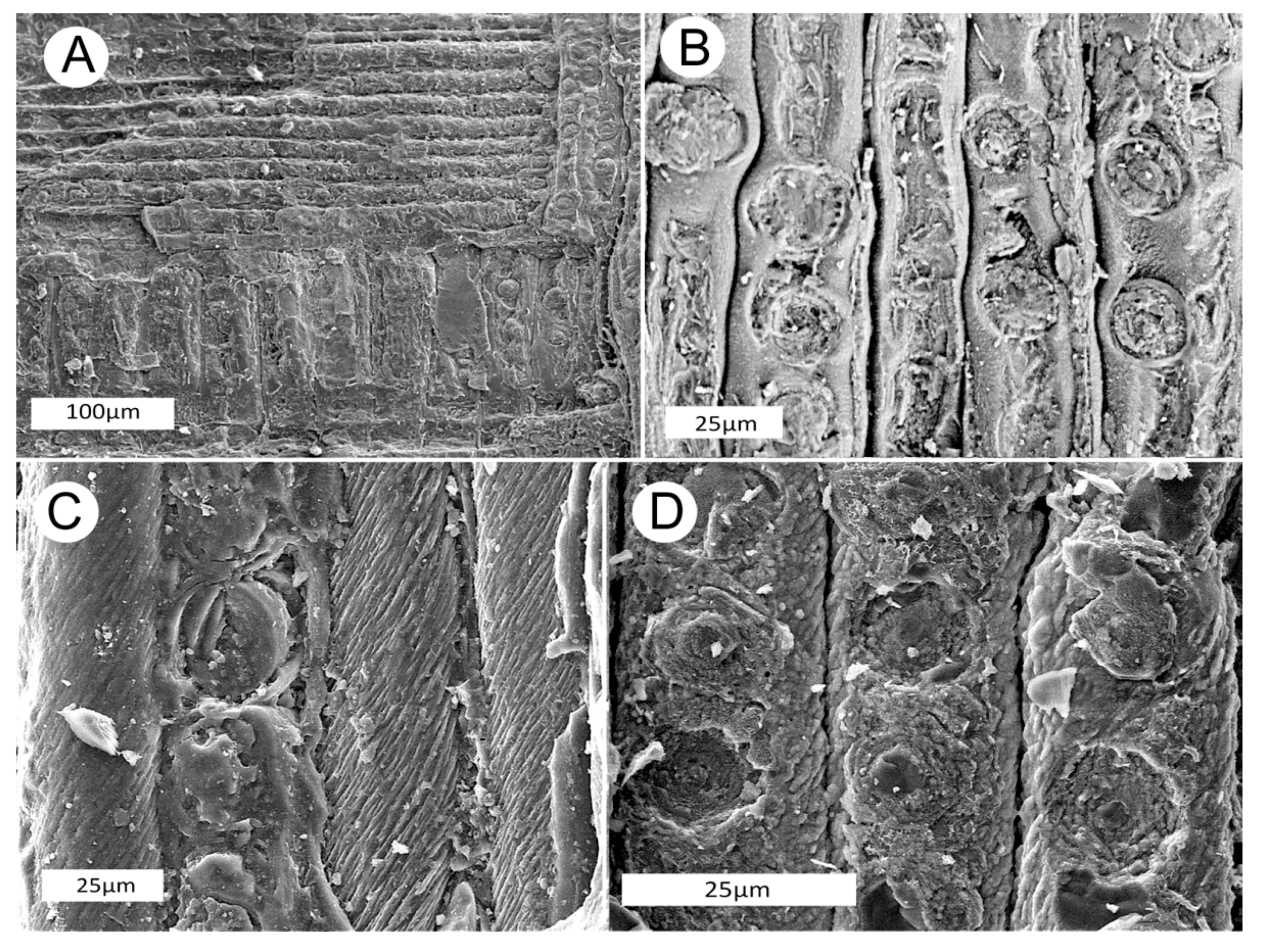 Geosciences 10 00049 g011