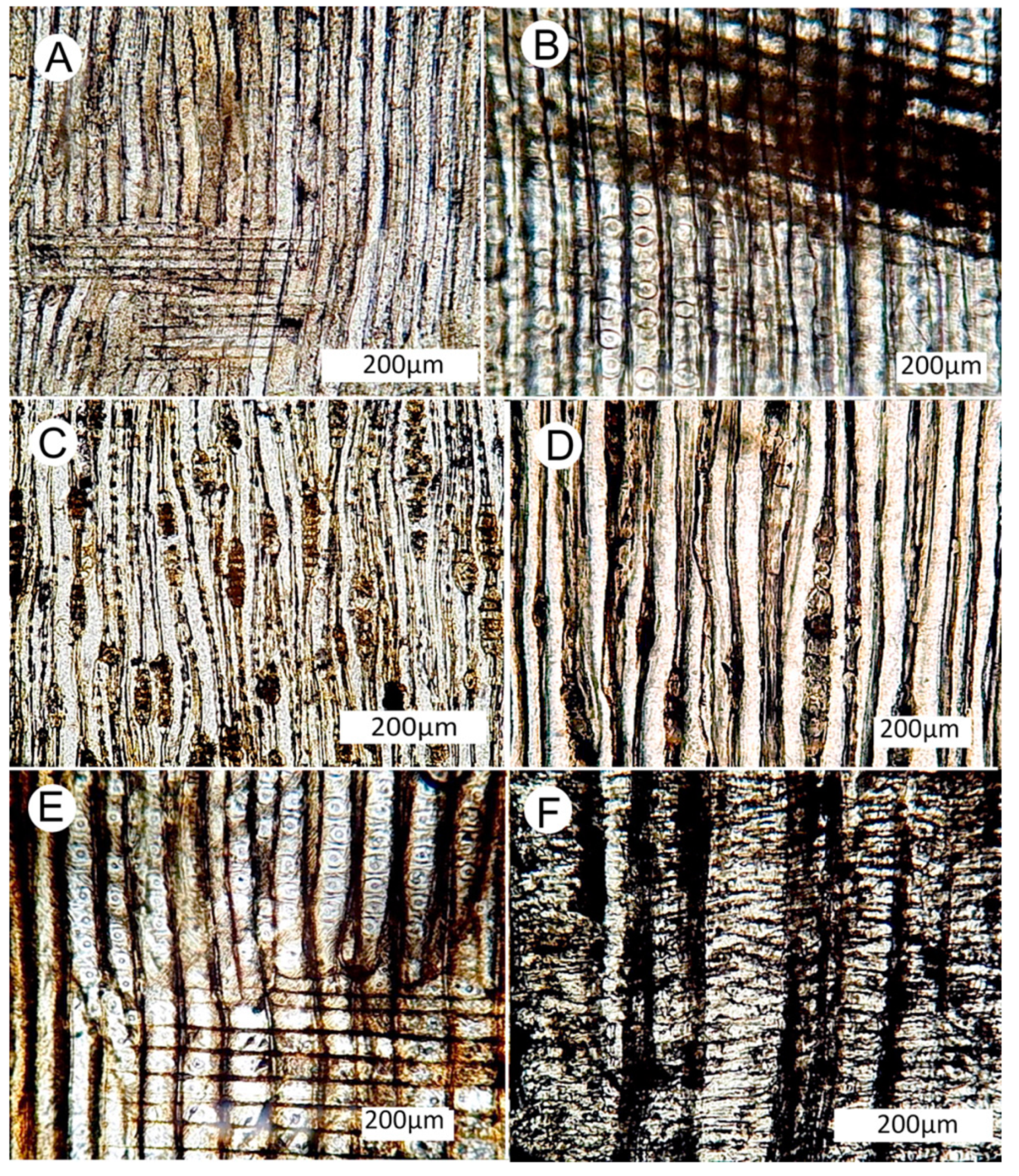 Geosciences 10 00049 g013