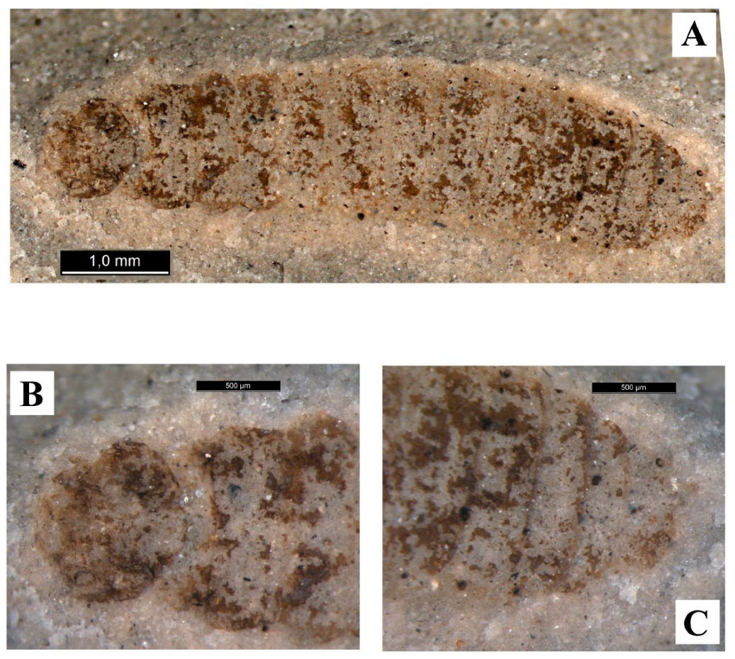 Geosciences 10 00073 g003