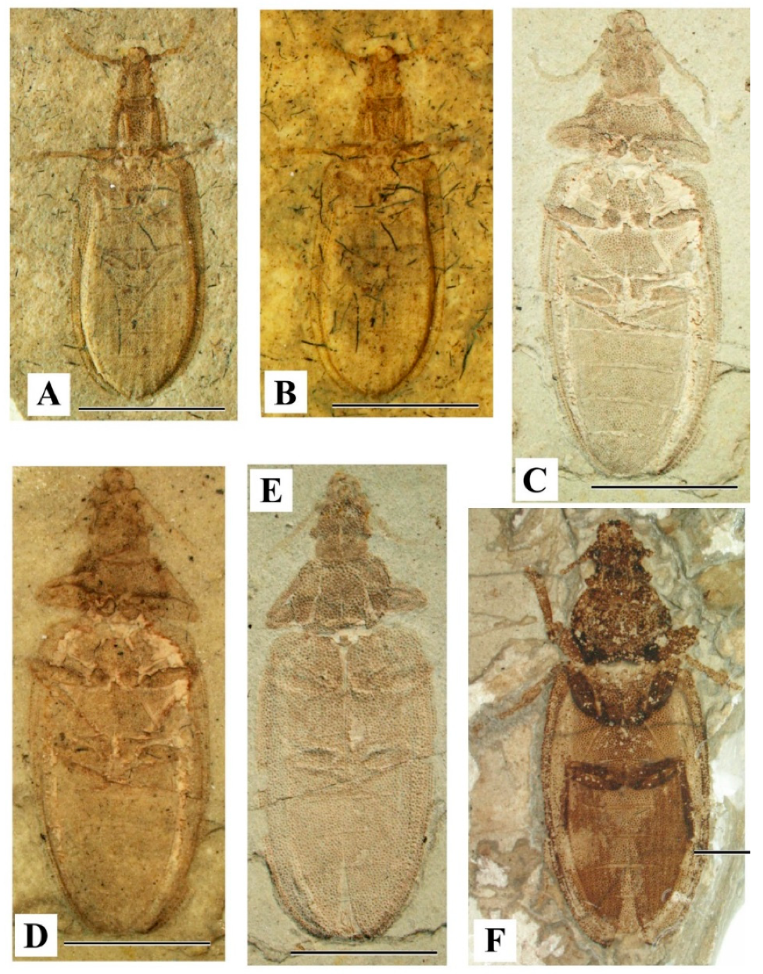 Geosciences 10 00073 g004