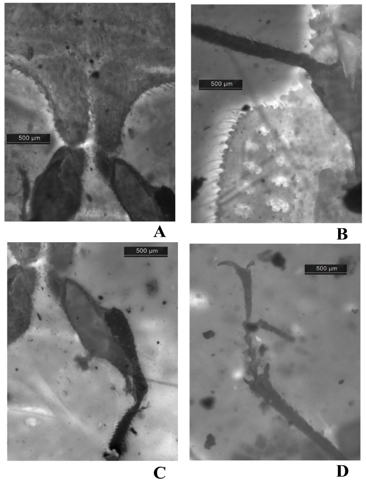 Geosciences 10 00073 g006