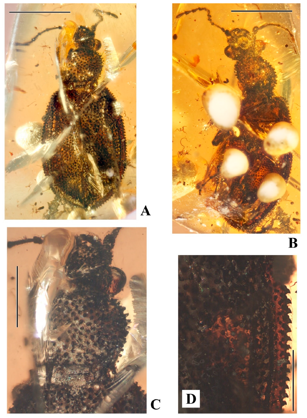 Geosciences 10 00073 g007