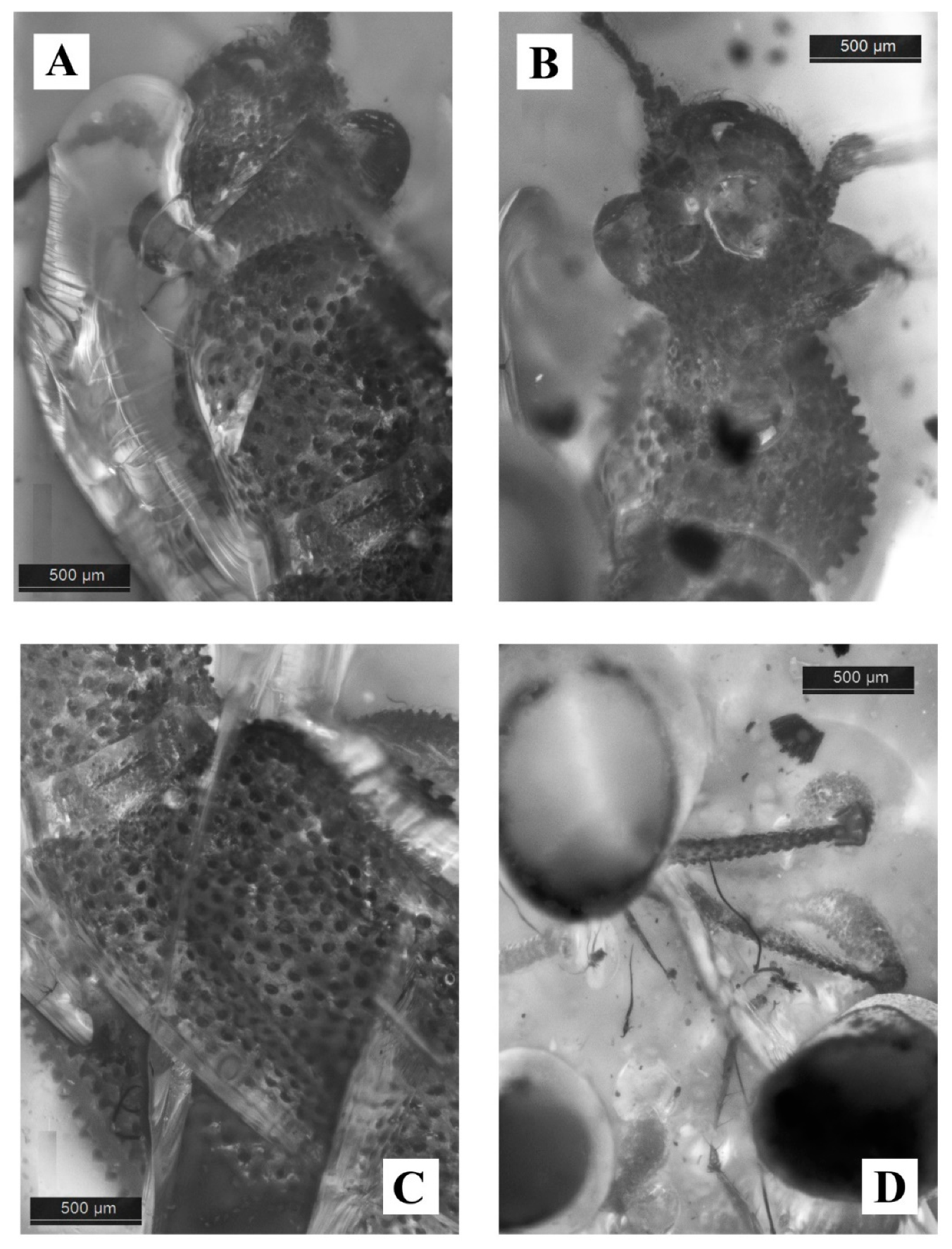 Geosciences 10 00073 g008