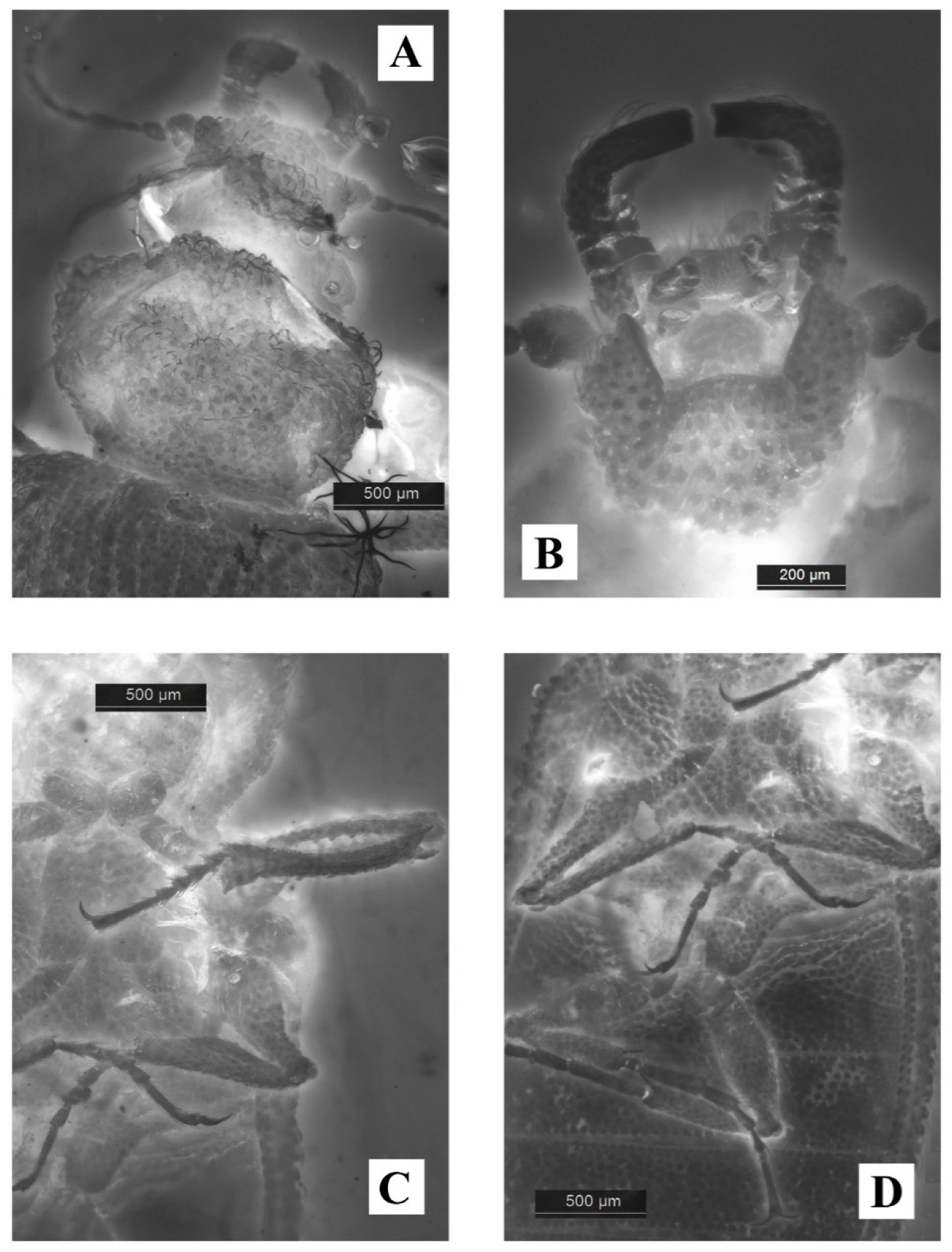 Geosciences 10 00073 g010