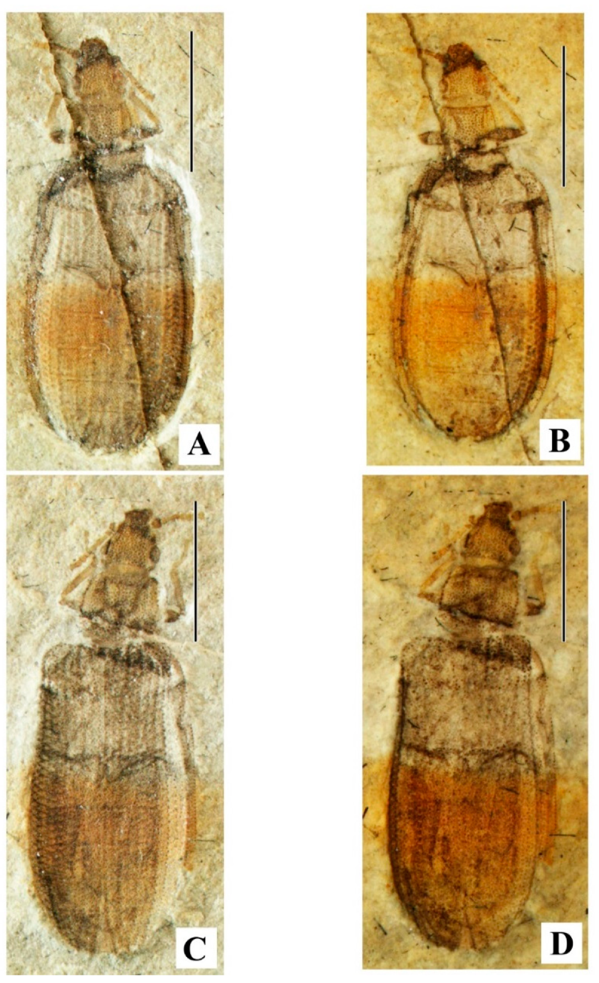 Geosciences 10 00073 g011
