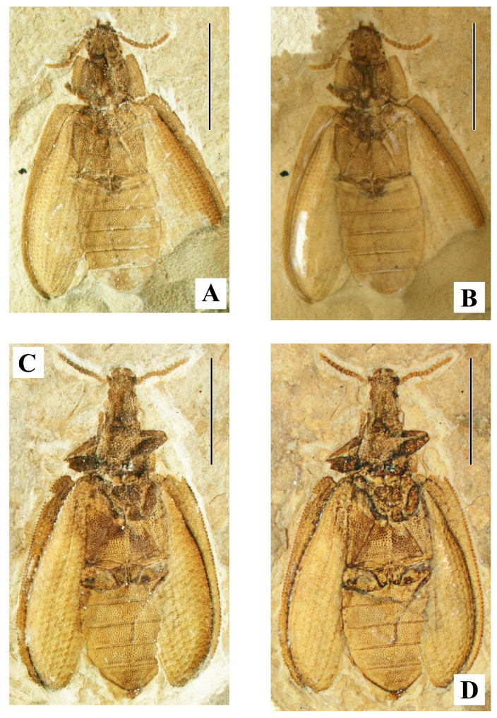 Geosciences 10 00073 g012