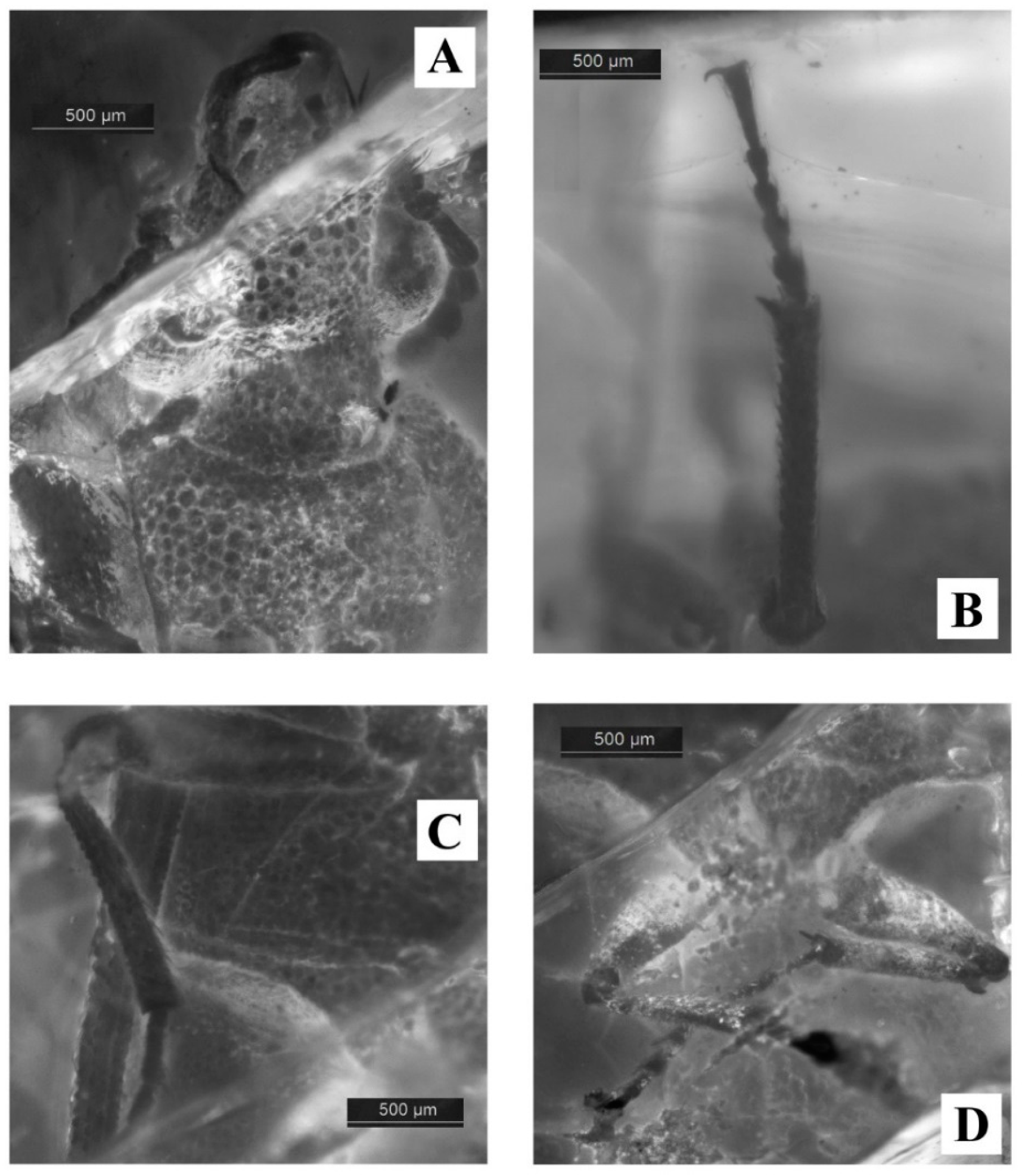 Geosciences 10 00073 g014