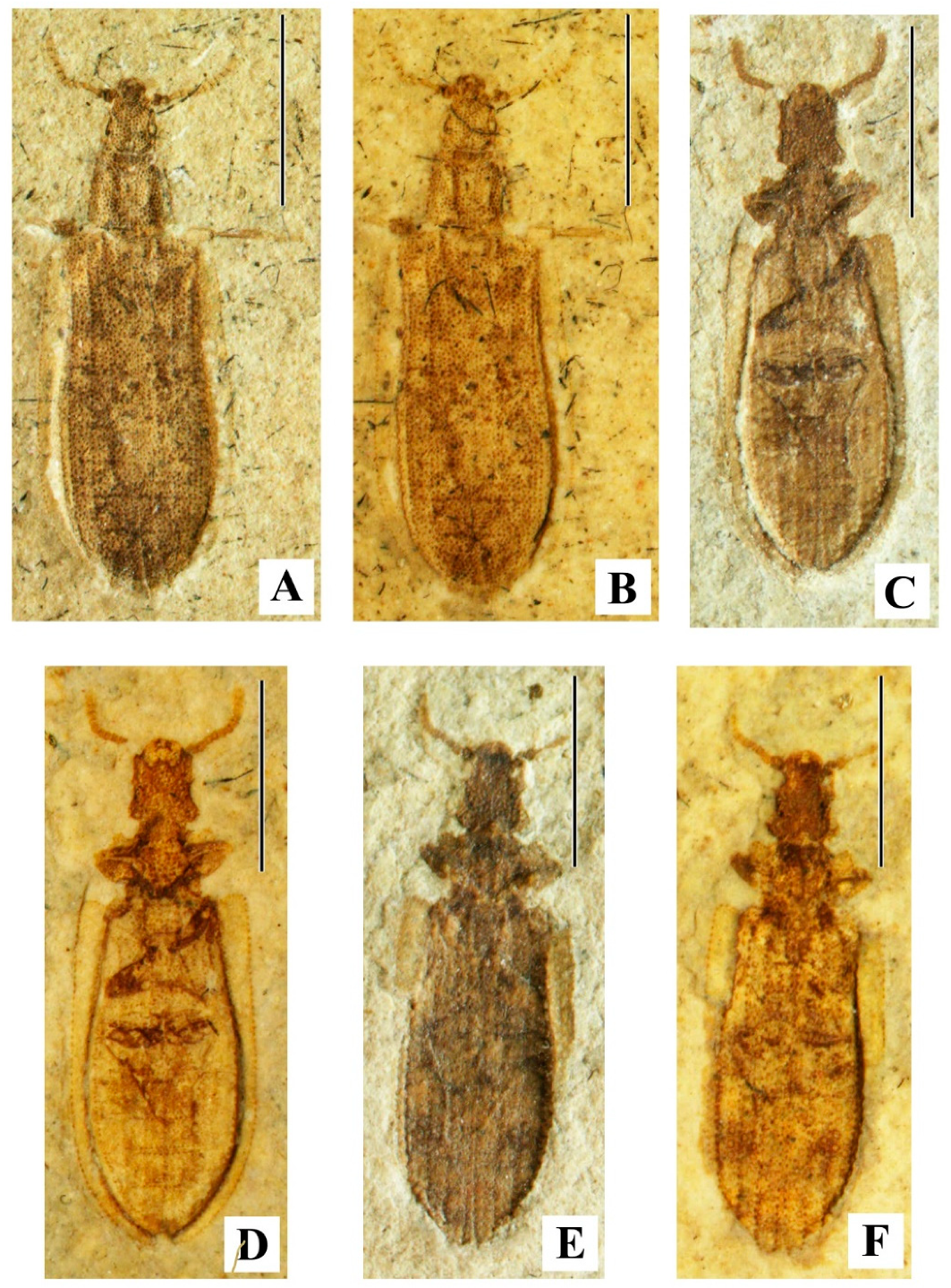 Geosciences 10 00073 g015