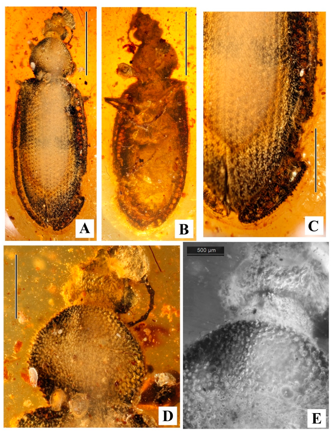 Geosciences 10 00073 g016