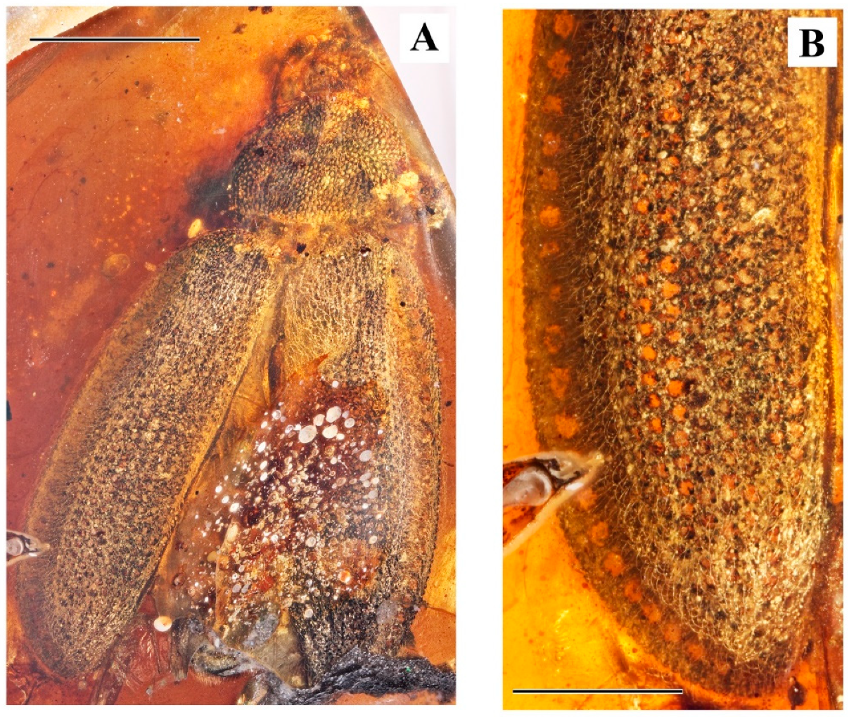 Geosciences 10 00073 g017
