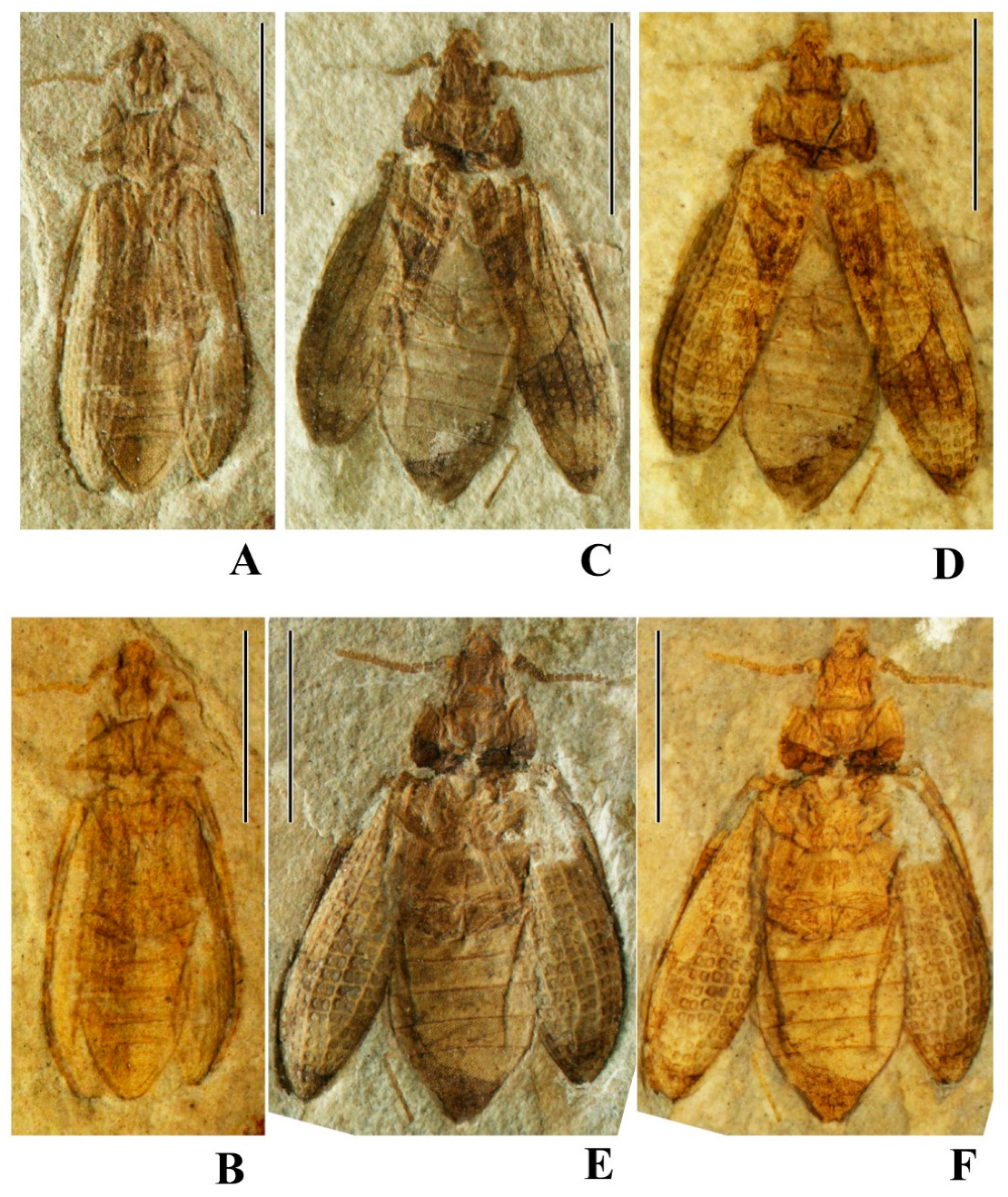 Geosciences 10 00073 g018