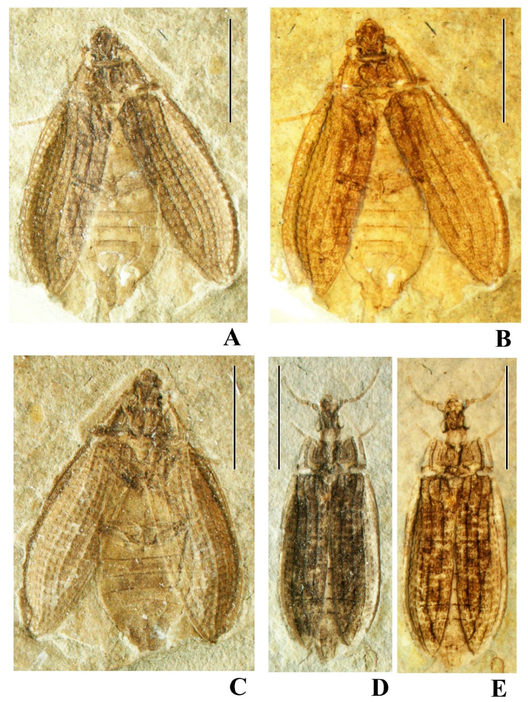 Geosciences 10 00073 g019