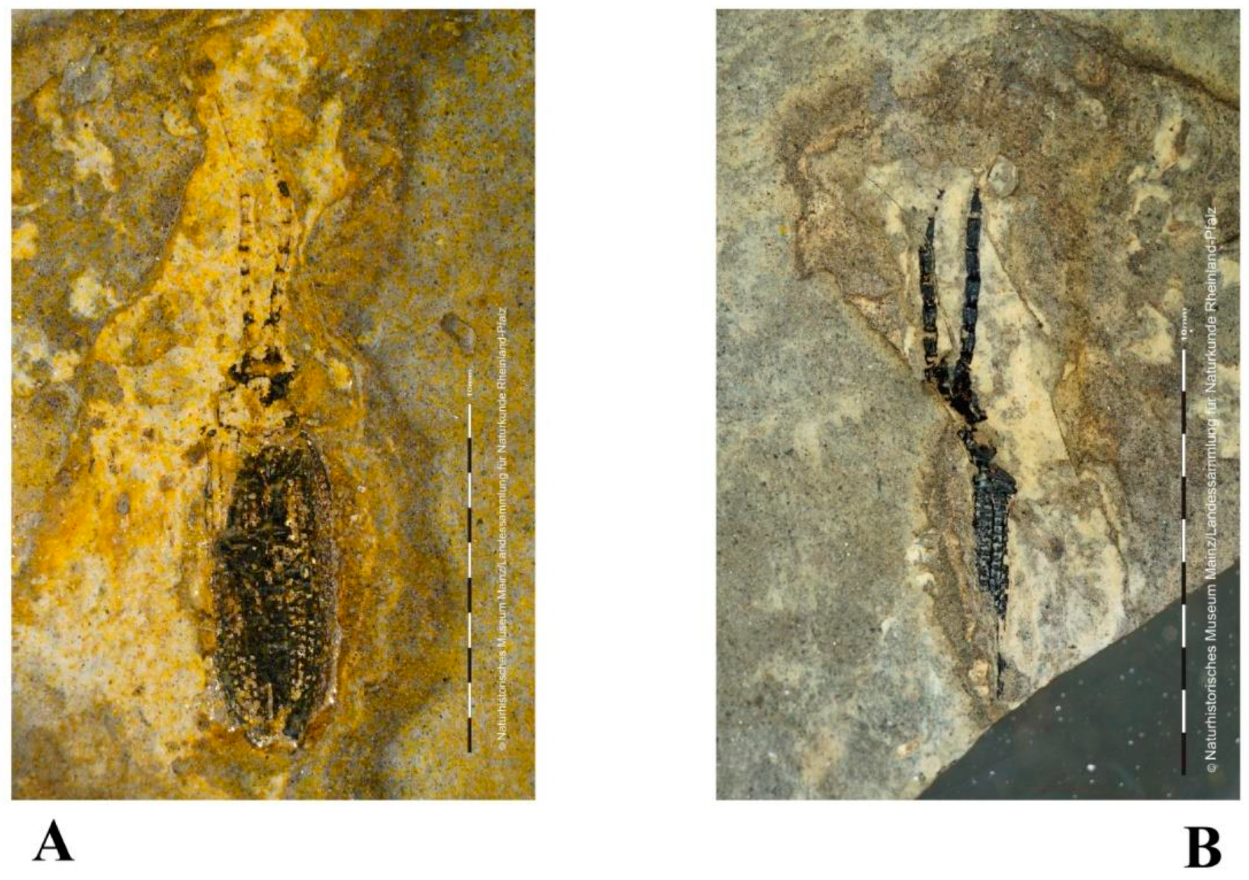 Geosciences 10 00073 g021