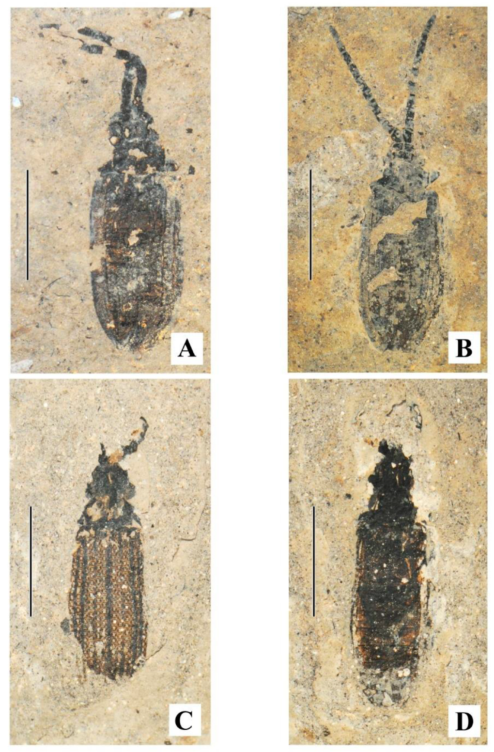 Geosciences 10 00073 g022