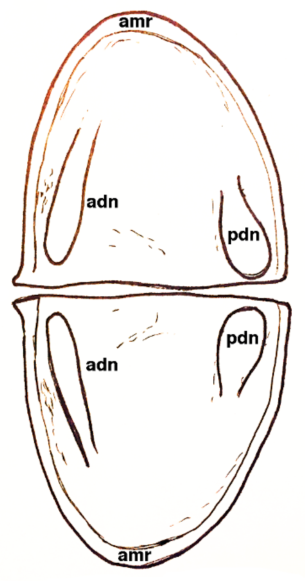 Geosciences 10 00119 g004