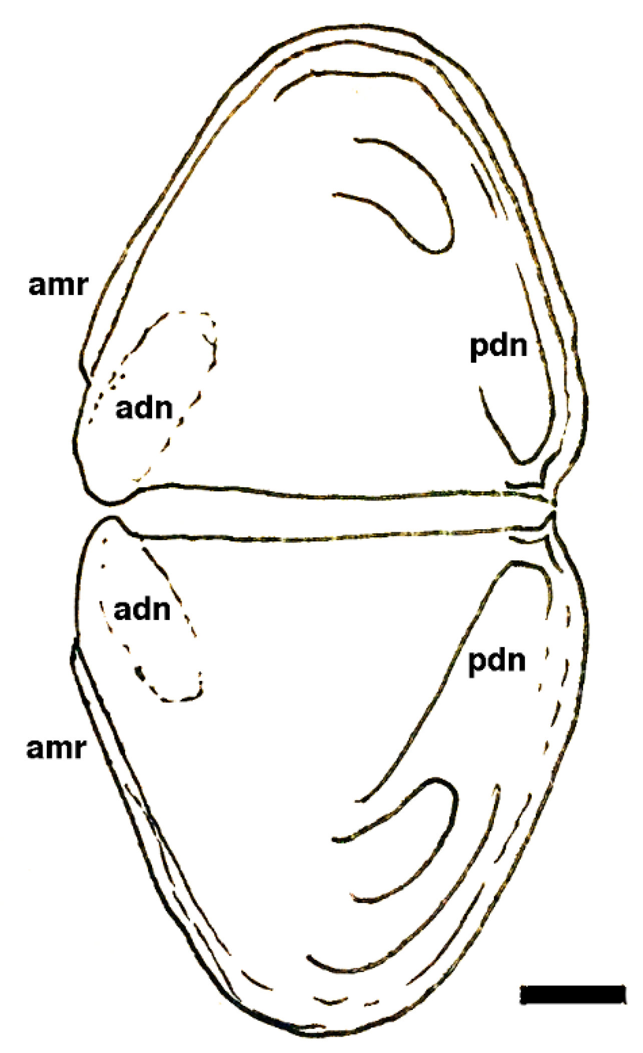 Geosciences 10 00119 g005