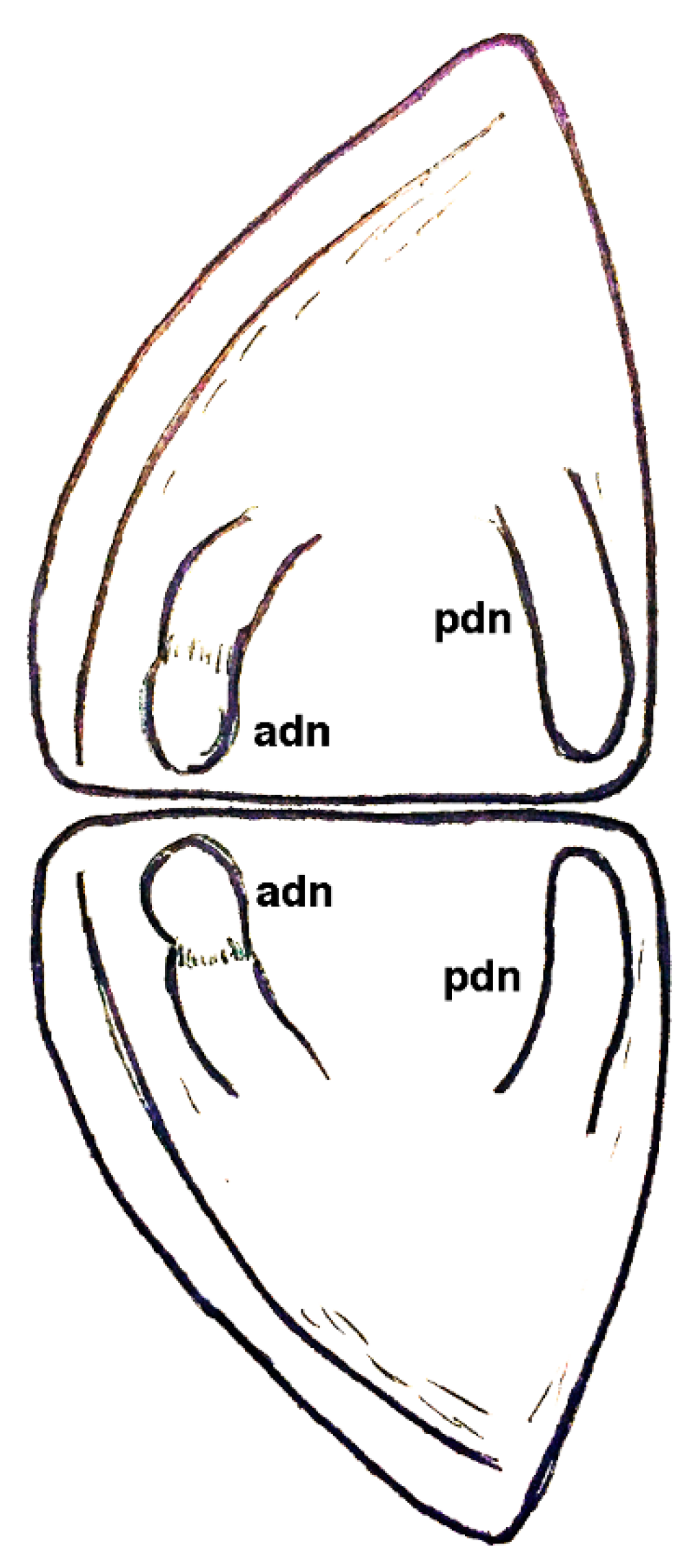 Geosciences 10 00119 g006