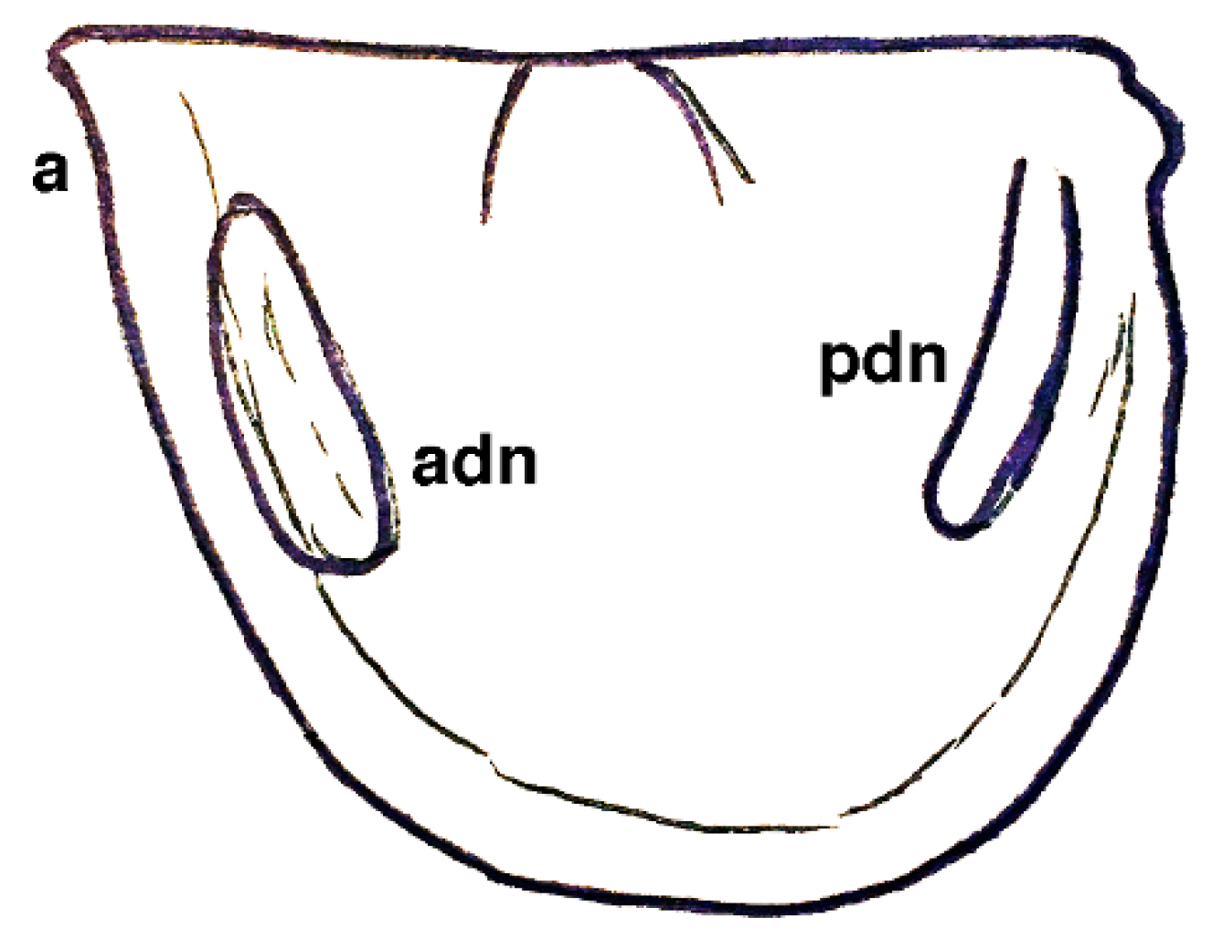 Geosciences 10 00119 g008