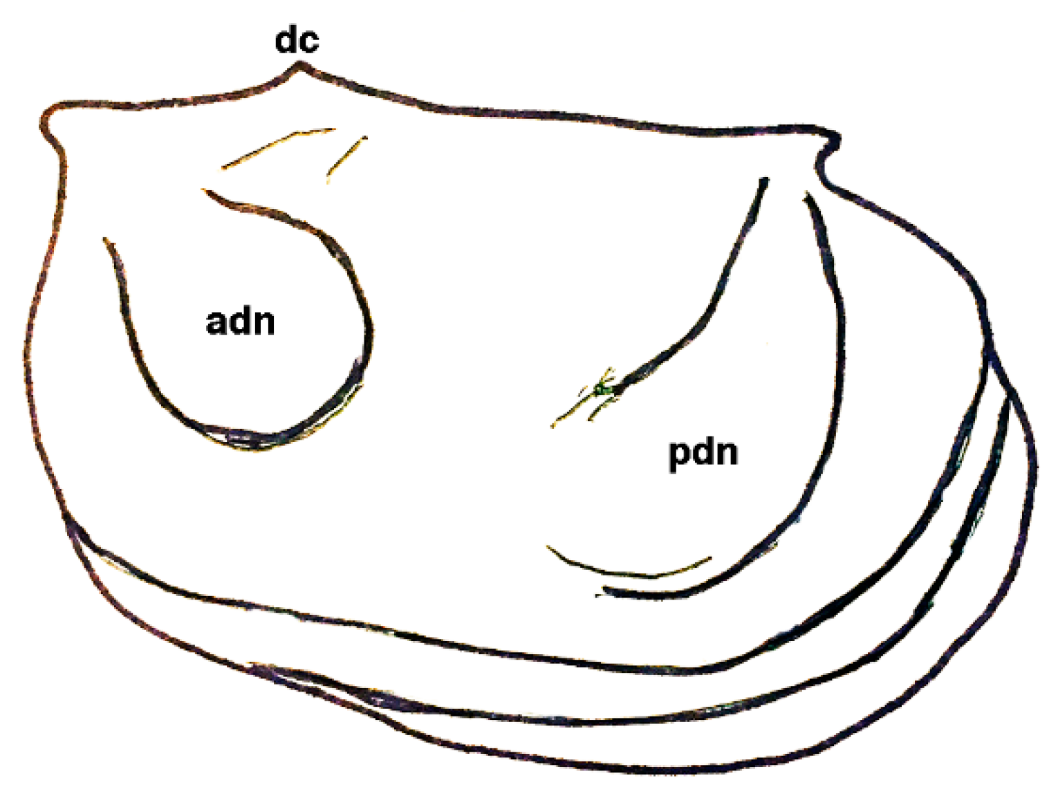 Geosciences 10 00119 g011
