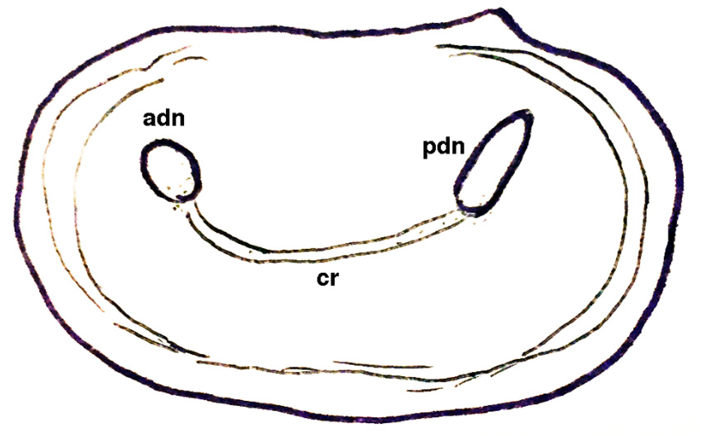Geosciences 10 00119 g012