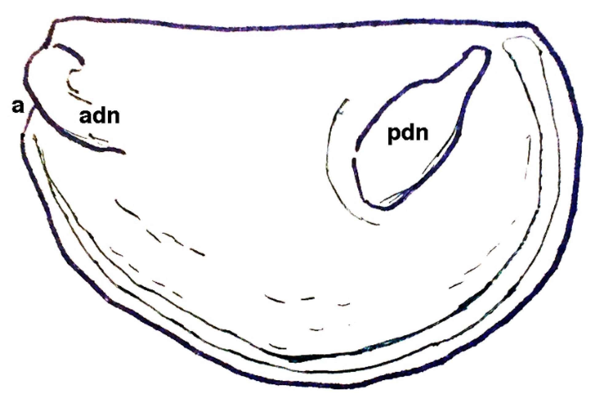 Geosciences 10 00119 g020