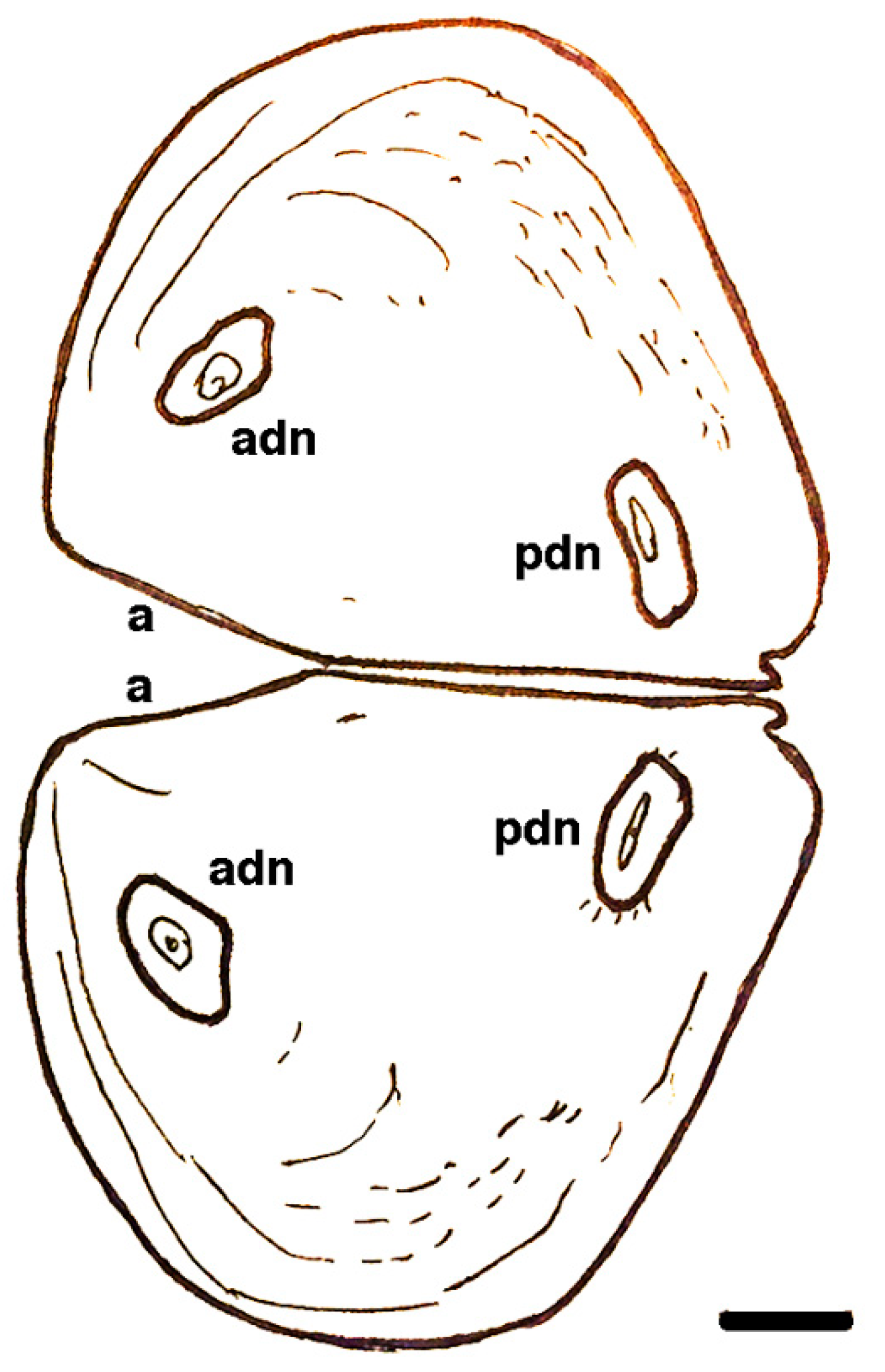 Geosciences 10 00119 g028