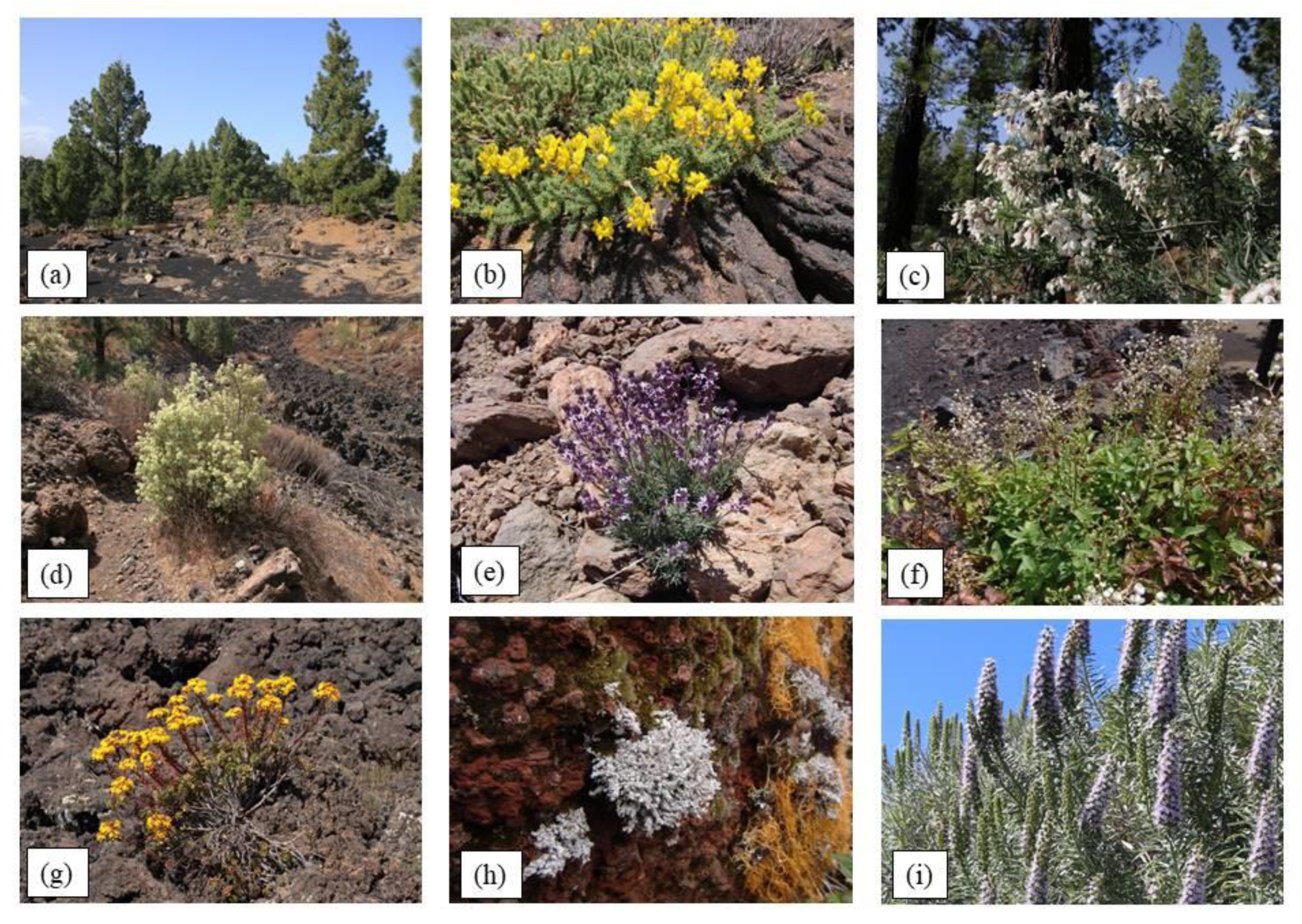 Geosciences 10 00453 g010