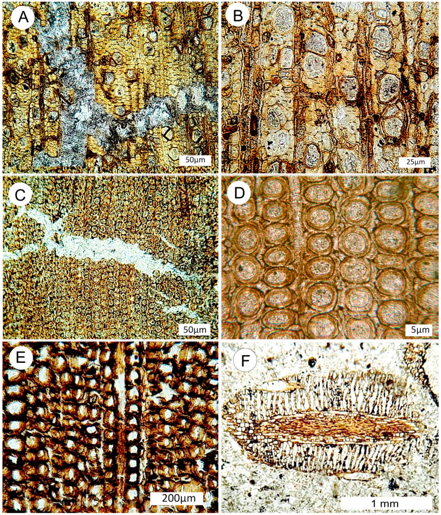 Geosciences 11 00038 g005